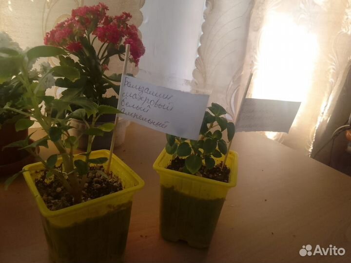 Комнатные растения