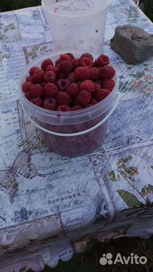 Саженцы малины (новость Кузьмина), ежевики(агавам)