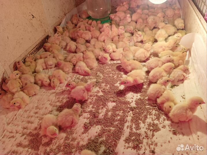 Инкубационное яйцо перепелов