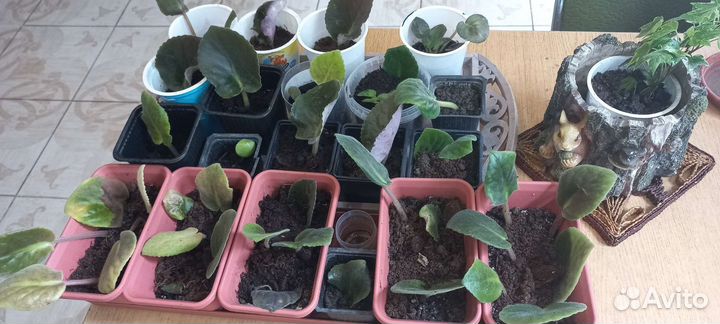 Фиалки детки