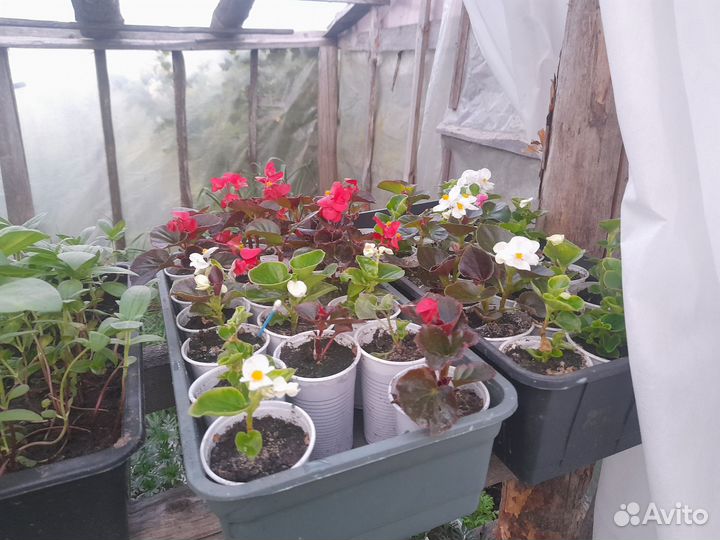 Рассада помидор, перцев, баклажан, цветов