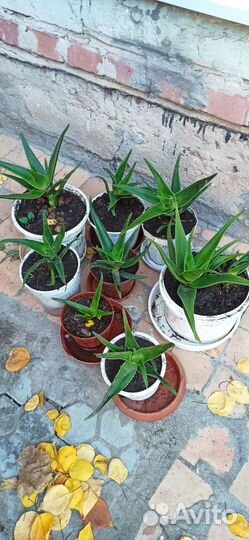 Алоэ лечебный