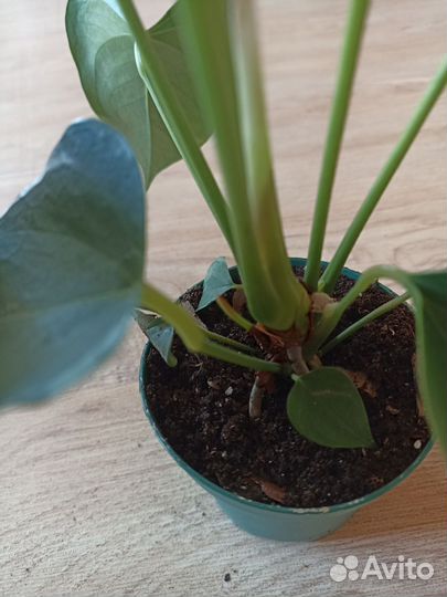 Антуриум Андре красный