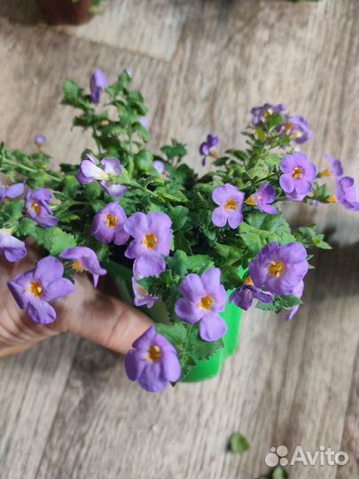 Бакопа вегетативная