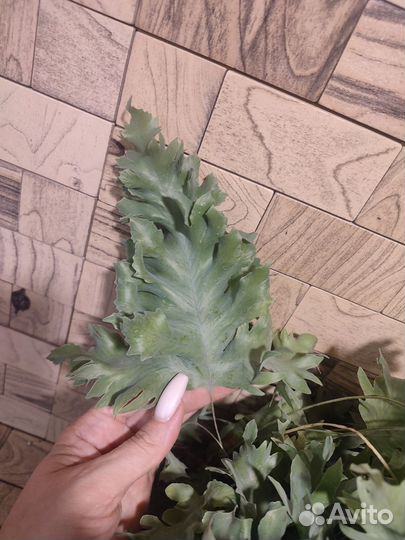 Флебодиум давана