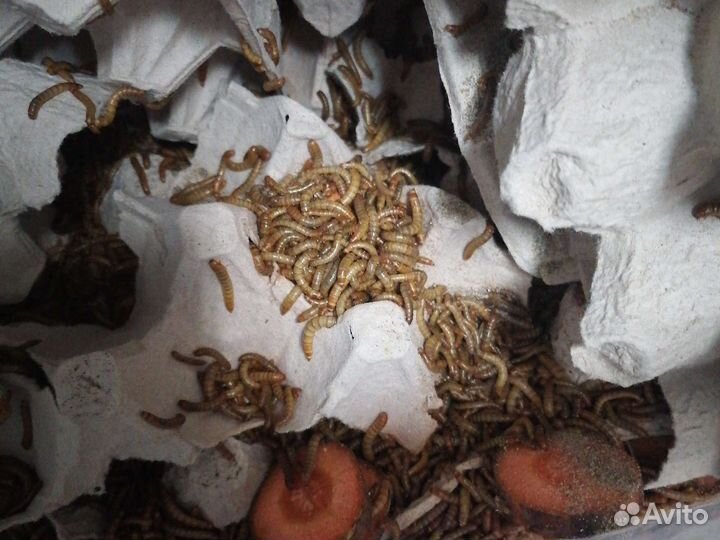 Зофобас,мучник