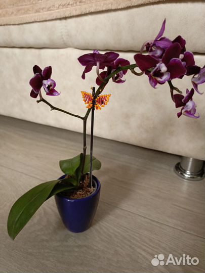 Орхидея мини,гузмания,брамелия, орхидея цимбидиум