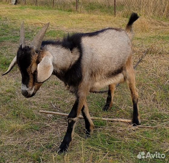 Козлы на племя