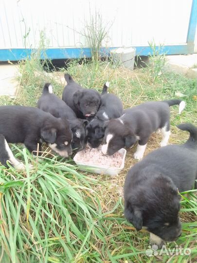 Щенки