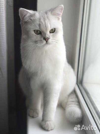 Вязка с британцем