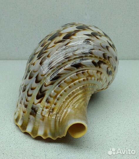 Рог Тритона 28