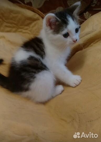 Котенок в добрые руки