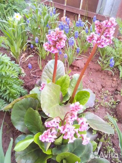 Многолетние цветы для сада