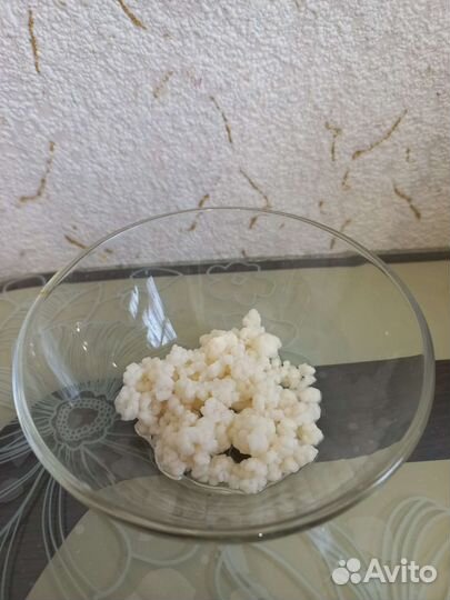 Кефирный гриб