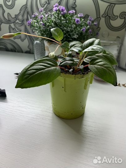 Фуксия