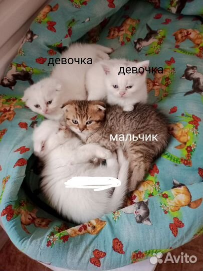 Котята
