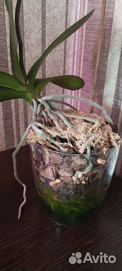 Орхидея фаленопсис