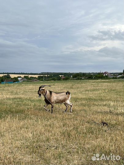 Нубийский козел на племя