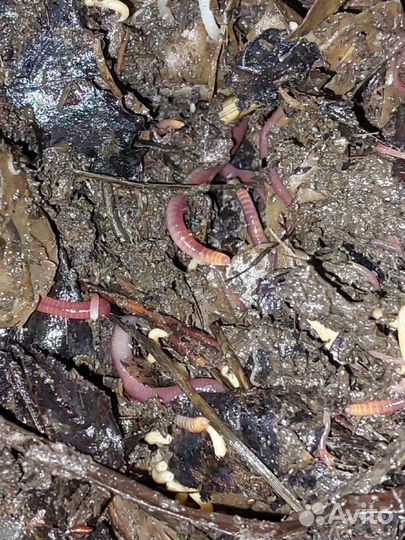 Черви для рыбалки