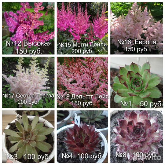 N2 Цветы для сада Астильбы,примулы,ирисы сиб