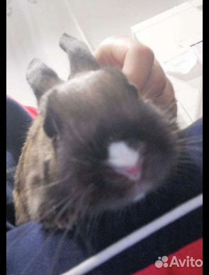 Передержка животных, грызунов, рептилий