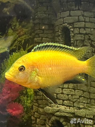 Рыба Цихлида Еллоу или Цихлида-колибри