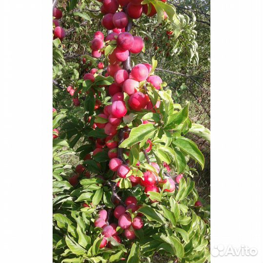 Яблоня груша слива вишня деревом