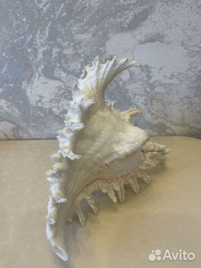 Ракушка морская большая