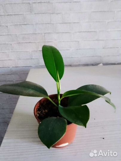 Распродаю комнатные растения