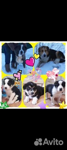 Щенки