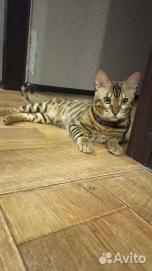 Бенгальская