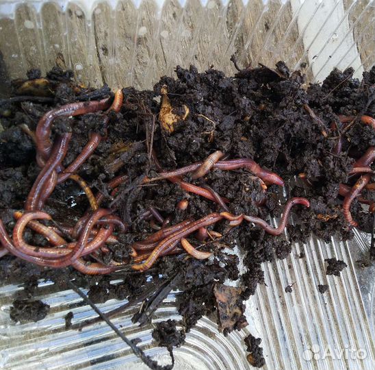 Червь старатель