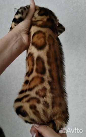 Бенгальский котенок девочка