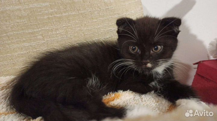 Отдам вислоухих котят в хорошие руки бесплатно