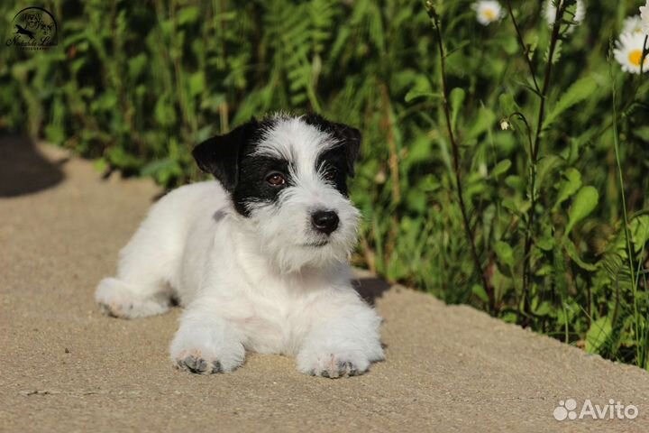 Джек Рассел терьер щенки чёрно-белые
