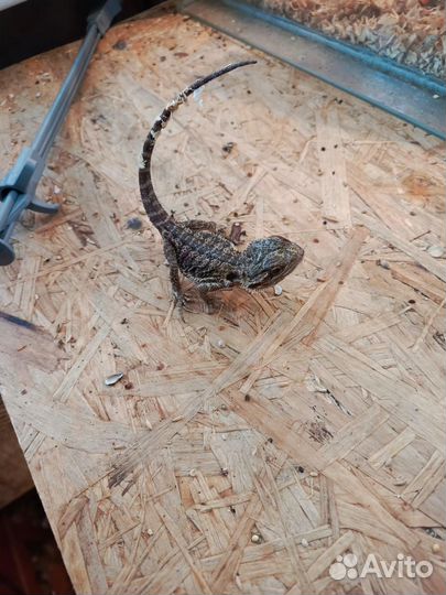 Бородатая агама