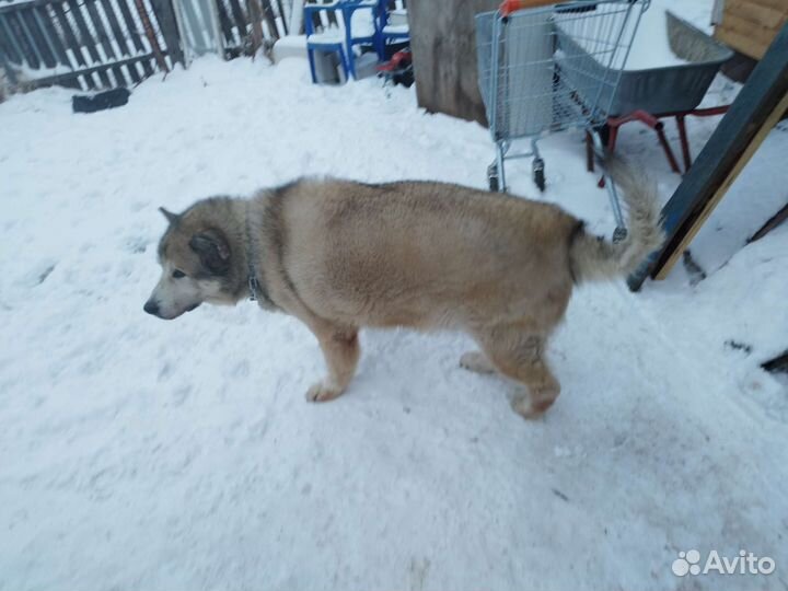 Передержка собак