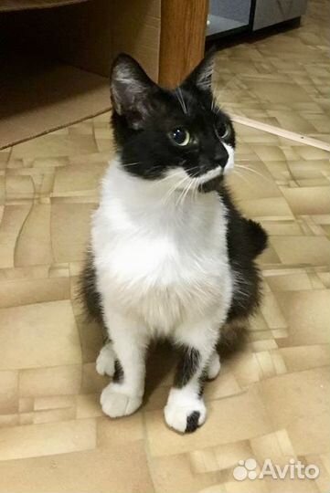 Кошечка Маруся мурчащим другом в Ваш дом)