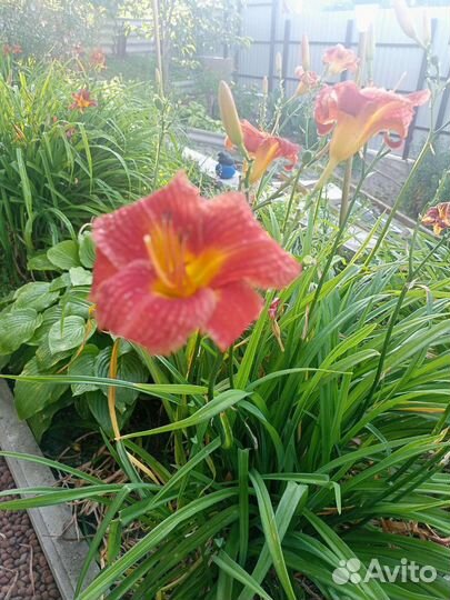 Лилейник сортовой