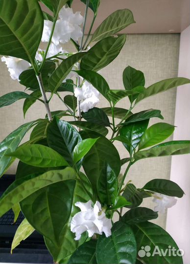 Табернемонтана