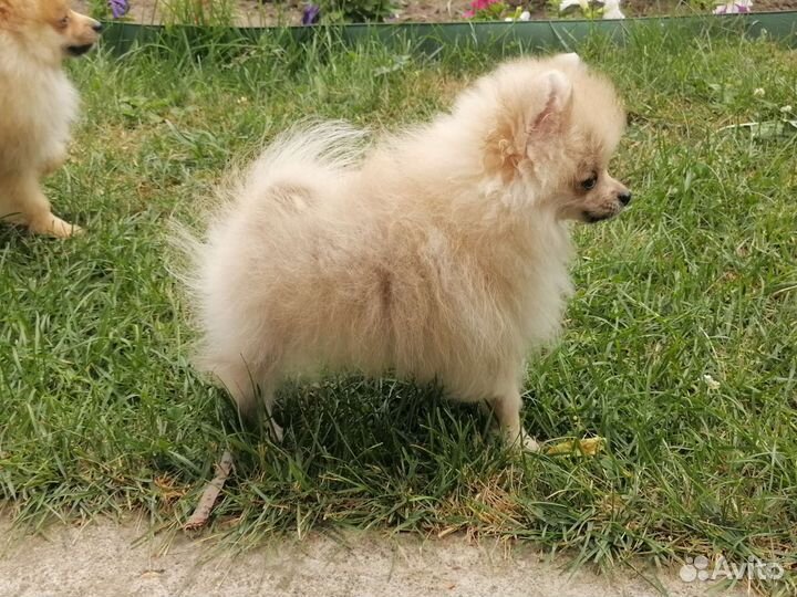 Крошки померанский шпиц миниатюра мини микро
