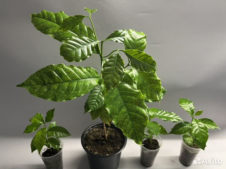 Кофейное дерево арабика