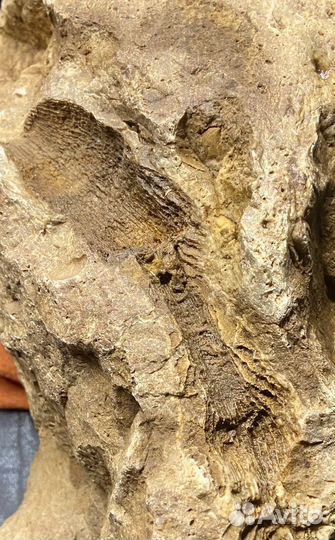 Окаменелость коралл Ругоза