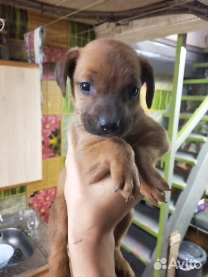 Метис лабрадора