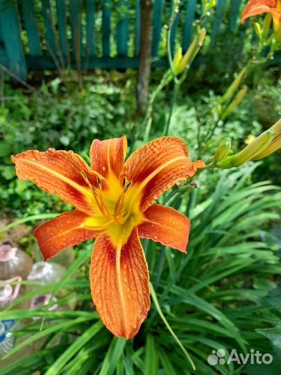 Ромашка крупная, клубника и многолетники