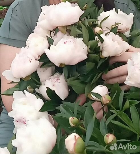 Пион ранний