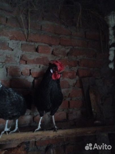 Молодые петухи