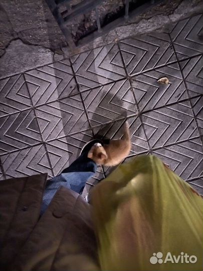 Рыжий котенок