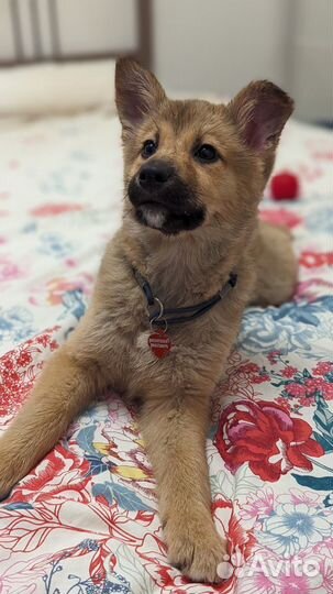 Щенок девочка 3 мес в дар