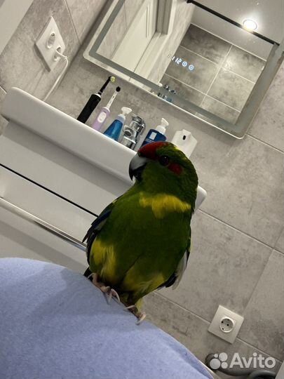 Попугай какарик